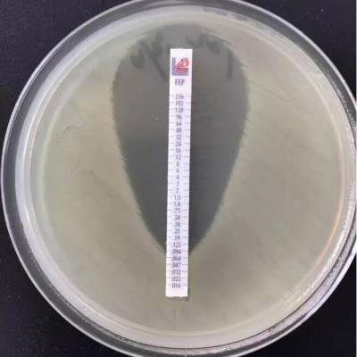 意大利liofilchem药敏条etest条