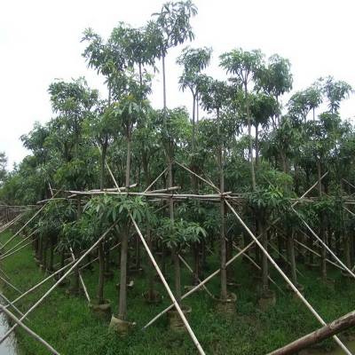 盆架子地被造景绿植景区园林行道风景防护造景树