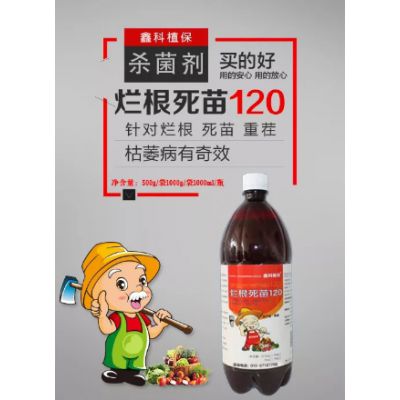 红豆杉 烂根怎么办？用鑫科植保烂根死苗120 乳剂 根腐病 青枯病 腐烂病*** 西红柿病害