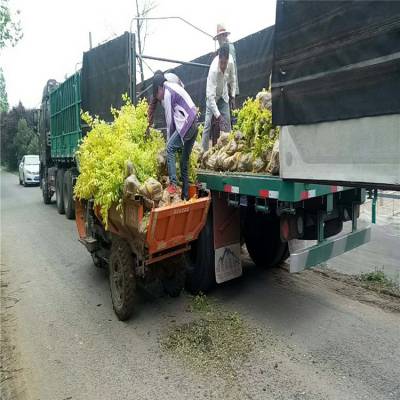 周至金叶女贞批发-50-80公分高金叶女贞行情-金叶女贞球海量促销-欢迎采购