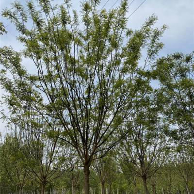 甘南景区造型大国槐树 21-22公分喜温暖