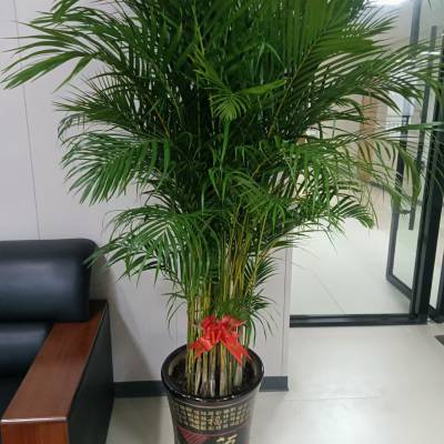 南宁汇成园艺五象总部附近花卉绿植租赁 养护 批发