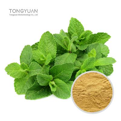 薄荷提取物 绿薄荷粉 药食同源薄荷原料提取 全水溶薄荷比例提取 薄荷浓缩粉10：1