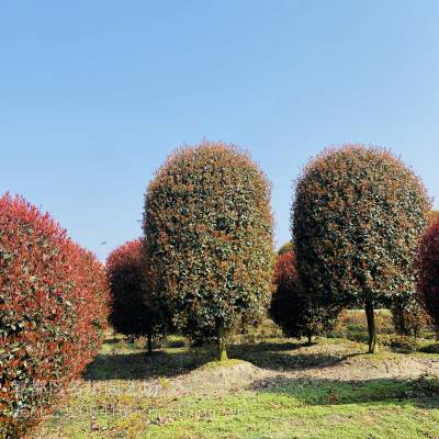 成都高干红叶石楠树批发 供应红叶石楠树8-12公分 四季常绿植物批发 成都苗木价格