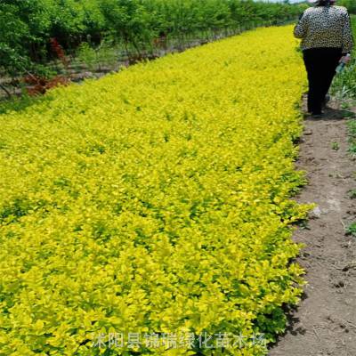 锦瑞园林出售金叶女贞 株高30-60厘米 绿化工程绿篱色块苗