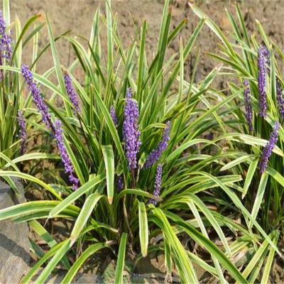 麦冬 农家供应 阔叶麦冬 矮麦冬 吉祥草 马尼拉 百慕大等绿化地被