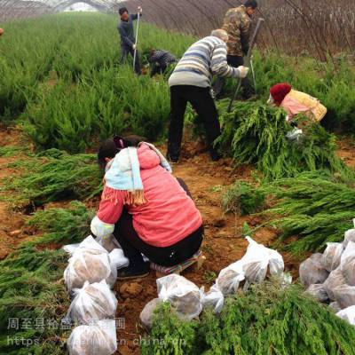 70公分高苗子 陕西周至玉兰 围墙绿化苗木