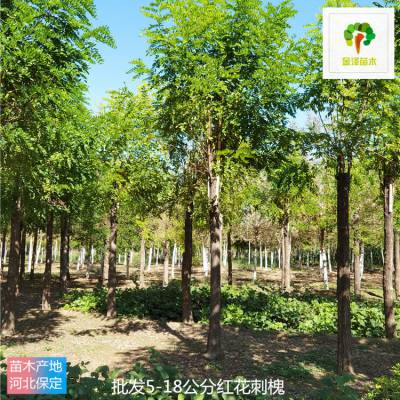 新疆红花刺槐产地出售 供应红花刺槐 规格全 现挖现卖 风景树基地