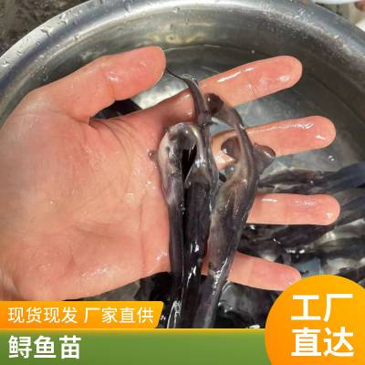 港发水产 专业淡水鱼 鸭嘴鱼苗 存活***快速发货 可批发提供技术指导