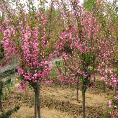 绚丽海棠苗圃供应玫瑰海棠花海棠苗销售长期供应