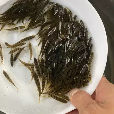 小型溪水石斑鱼苗 石斑鱼苗大量货源 厂家供应 盈亿水产