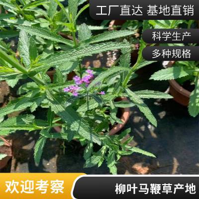 柳叶马鞭草 冠幅:10厘米 高度:20-30cm 紫色花卉 卓绿园林