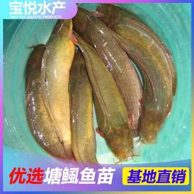ϺӦ糡 