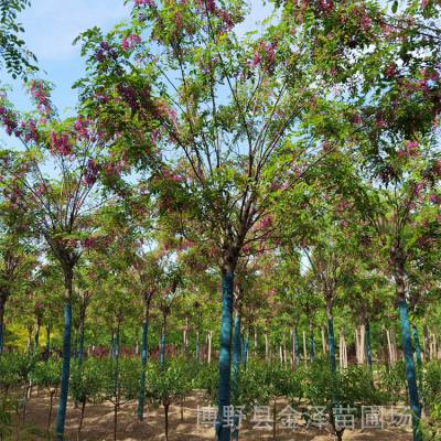 十二公分香花槐 远销上海 冠幅饱满 逐株选苗