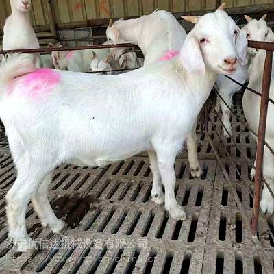 供应新品种美国白山羊种公羊头胎怀孕母羊5个月青年羊饲养技术