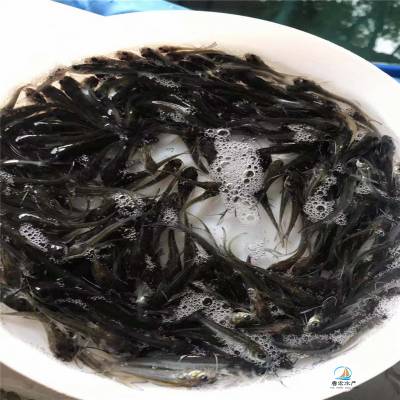 養(yǎng)殖吉安叉尾鮰魚苗 附件有叉尾溝鯰魚苗出售