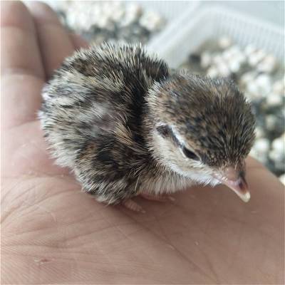 厂家鹧鸪孵化场鹧鸪苗价格全国免费配送