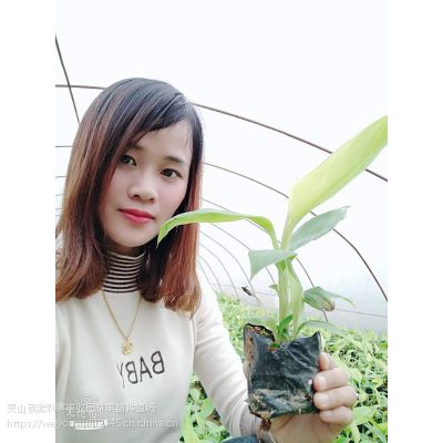 㶫㽶@˹㽶@ʵ۽@@