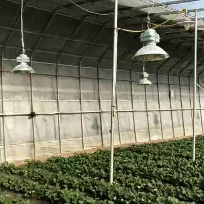 青州鑫泽温室 草莓温室大棚 草莓种植技术 日光薄膜草莓温室大棚