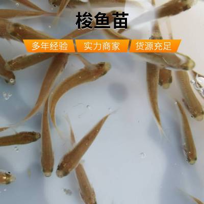 海水梭鱼苗大量出售 骨刺少 肉质鲜嫩 全国发货