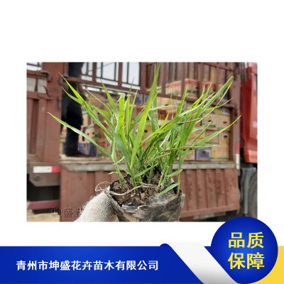 地被观赏草供应_山东崂峪苔草杯苗