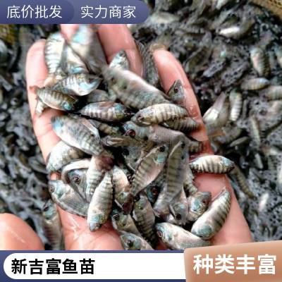 港发水产 非洲鲫 淡水鱼苗 渔场直供 罗非鱼苗 好养易大