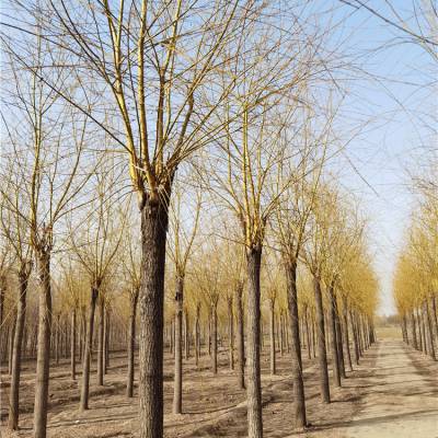 17公分金丝垂柳 工程种植 品种全 自家苗圃