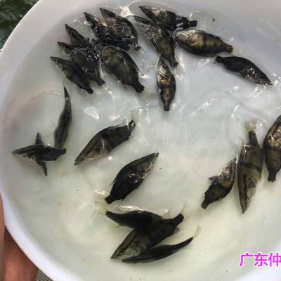 杂交桂花鱼苗吃饲料桂花鱼苗鳜鱼苗养殖技术