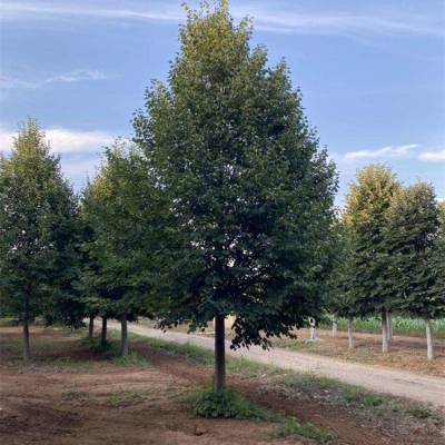 基地供应欧洲小叶椴 树形美观 城市行道绿化风景树种