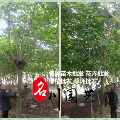 成都羊蹄甲批发 成都羊蹄甲基地供应