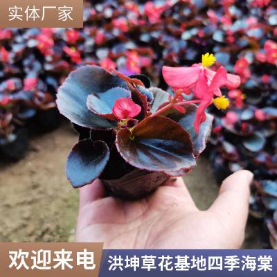 工程花卉花苗 景区绿化花卉 绿化带草花 乡村旅游种植花卉 四季海棠花卉