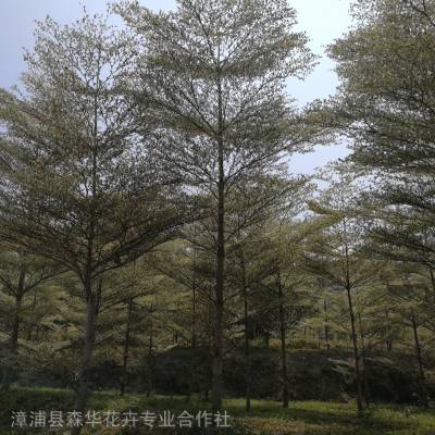 福建容器苗锦叶榄仁（花叶养护-***容器苗锦叶榄仁（花叶榄仁）-樱花销售基地_批发优惠中国红福建山樱花