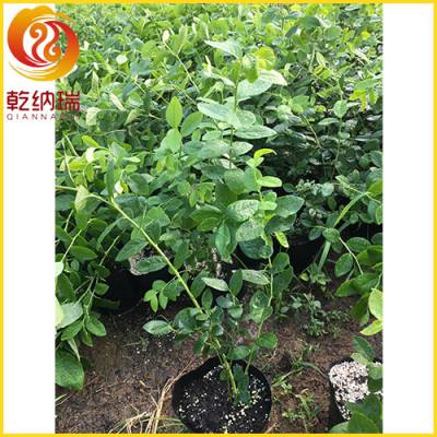 三年蓝莓树苗批发-乾纳瑞农业-抚顺三年蓝莓树苗