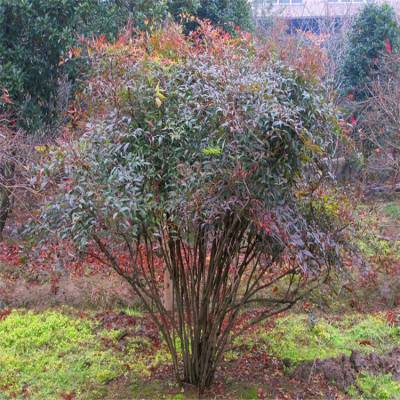 基地直批 南天竹小苗盆栽丛生树苗 南天竺盆景红天竹灌木观叶植物