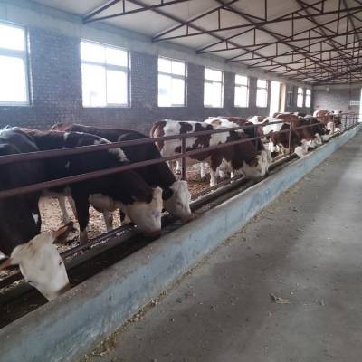 宜昌大型中转基地 六个月的西门塔尔牛小母牛要多少钱一头