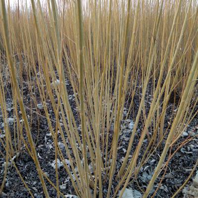 灌木柳——东北宾西柳条供应 乔木 灌木 竹柳|东北灌木杞柳|黑龙江柳条|哈尔滨柳条|哈尔滨杞柳|