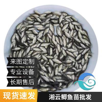 港发水产 专业淡水鱼 湘云鲫鱼苗 基地供应 存活***