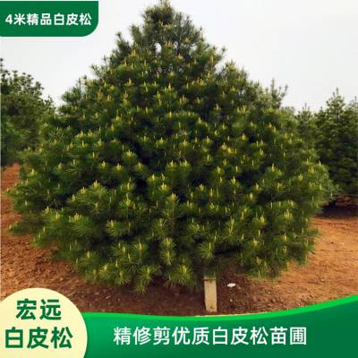 产地优质4米白皮松苗圃_四米白皮松树市场行情_蓝田白皮基地_宏远