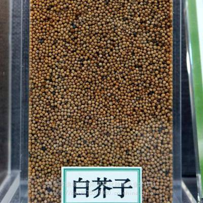 白芥子那里购买白芥子产地批发