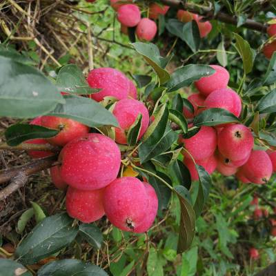 二年生塞外红苹果苗 香妃海棠苹果苗 鸡心果价格多少钱一斤