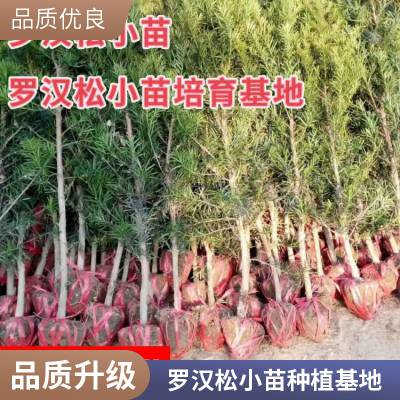 罗汉松种子 珍珠雀舌小叶狹叶大叶叶罗汉柏 台湾罗汉杉种子