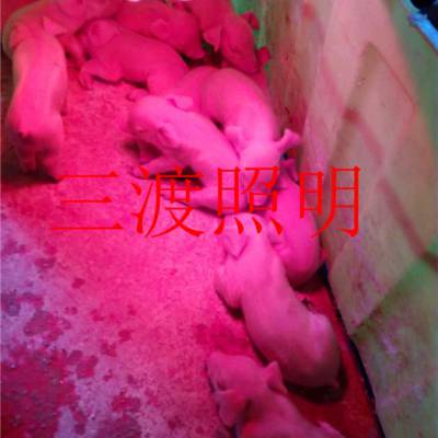 云浮保温灯价格-三渡照明-加温保温灯价格