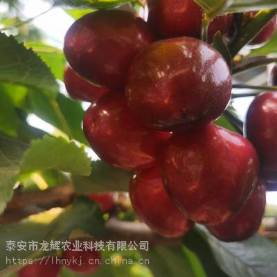 ֱ½ֲӣ磬½ʺֲЩӣƷ֣ũҵֳ