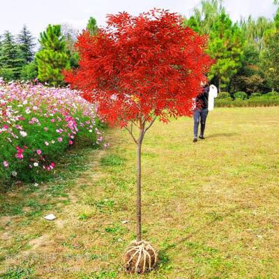 洛津园林大量出售红枫树苗 中国红枫 美国红枫
