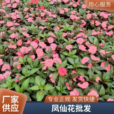 成芳苗圃 25h草本凤仙花 城市绿化景观用花