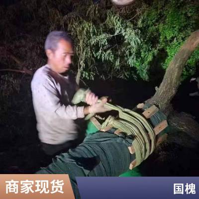 10公分 12公分 15公分老式国槐厂家批发 抗寒能力强 苗圃直供