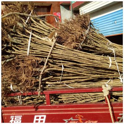 润景供应板栗占地苗 泰山薄壳板栗 三年生 华光板栗