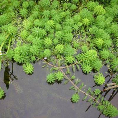 聚草基地现货批发 水体绿化水生植物 湿地绿化观叶单瓣狐尾藻