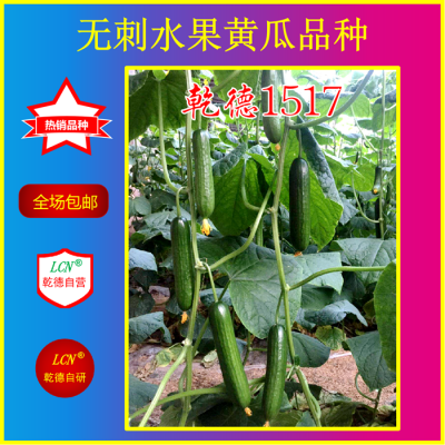 乾德1517、水果黄瓜种子、农业部登记品种，晚春早秋茬小黄瓜种子