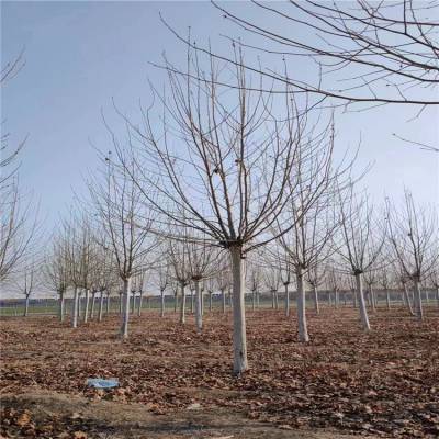 汉中18公分绿化法桐树 苗圃单排树大行距定值